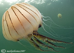 Compass jellyfish.
Little Killary, Connemara.
10.5mm. by Mark Thomas 
